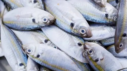 Ikan dengan Omega 3 Tertinggi Bukan Salmon tapi Ikan Kembung