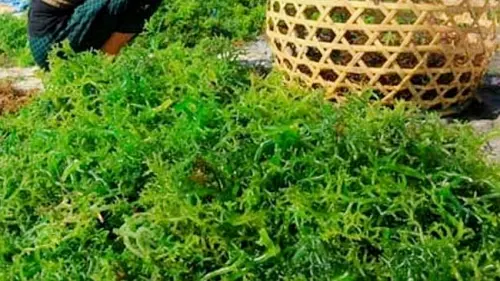 Ingin Cantik? Gunakan Rumput Laut untuk Perawatan Kulit