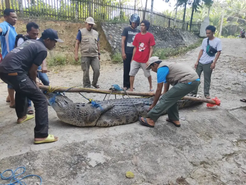 Konflik Buaya dan Manusia di Towuti Berlanjut, BBKSDA Sulsel Evakasi Buaya