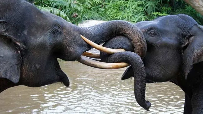 Konflik dengan Warga, Sebab Terbesar Matinya Gajah Sumatera di Aceh