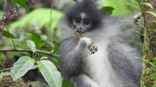 Lebih Dekat dengan Monyet Surili, Maskot PON Jabar 2016