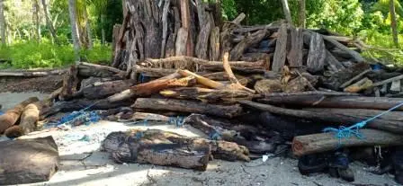 Melirik Kontribusi Kayu Mati Terhadap Keanekaragaman Hayati