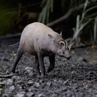 Mengintip Serunya Kehidupan Babirusa di Nantu