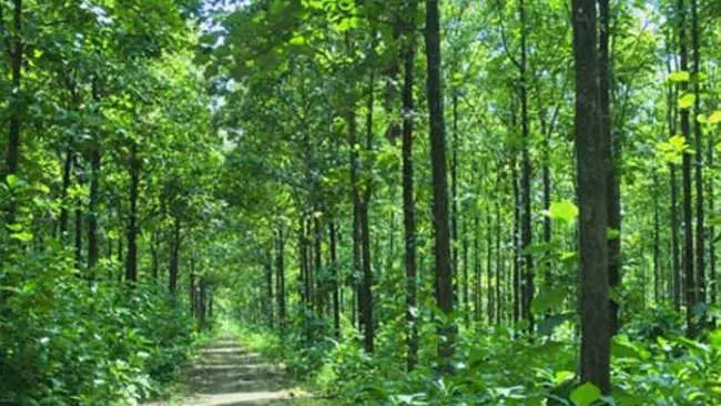 Mengintip Terobosan untuk Tingkatkan Produktivitas Hutan Produksi