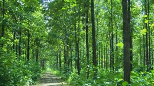Mengintip Terobosan untuk Tingkatkan Produktivitas Hutan Produksi