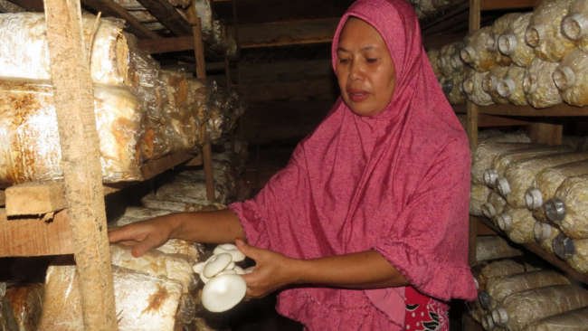 Desa Samaenre Mendulang Rupiah dan Merawat Bumi dengan Jamur