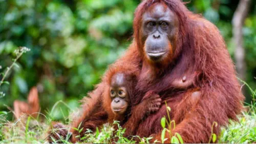 Orangutan TNTP, Saksi Pertama Kerja Sama KLHK-USAID
