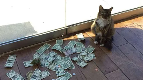 Patut Dipelihara, Kucing Ini Mengancam Pemiliknya Jadi Kaya