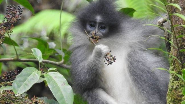 Lebih Dekat dengan Monyet Surili, Maskot PON Jabar 2016