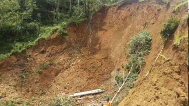 Saatnya Utamakan Peran Vegetasi untuk Cegah Longsor