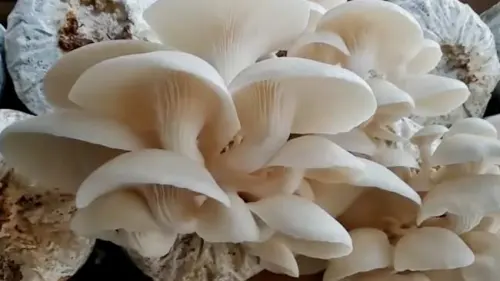Selain Rendah Kalori, Jamur Juga Bisa Penuhi Kebutuhan Vitamin Harian