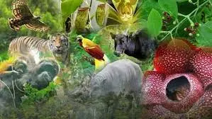 Surga Penelitian Biodiversitas itu Bernama Indonesia