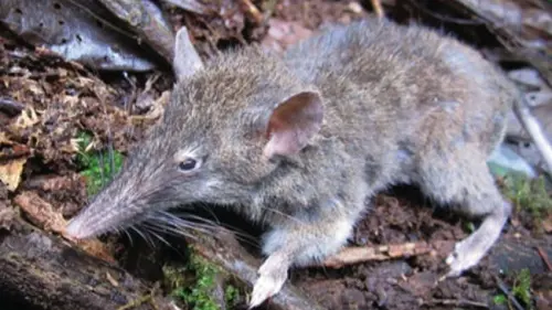 Tak Ada di Tempat Lain, Spesies Tikus Ompong Hanya Ada di Sulawesi