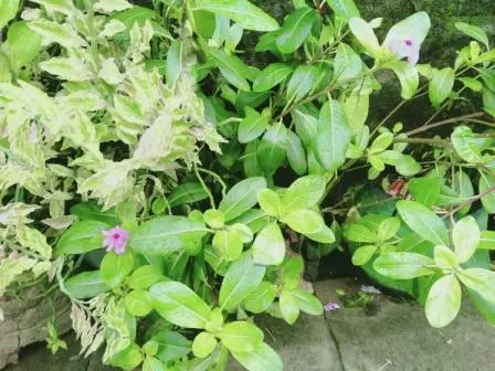 Tapak Dara, Tanaman Hias Indah dan 7 Manfaat Ajaibnya