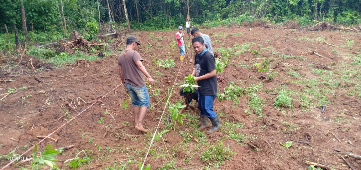 Musim Hujan, Legislator Ini Tanam 40.000 Pohon Porang di Kajang