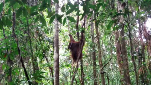 Di Usia 6 Tahun, Unyu Jadi Penghuni Kawasan TN Bukit Baka Bukit Raya
