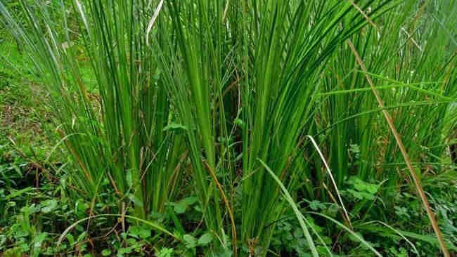 Pada Cengkeraman Akar Vetiver, Gowa Berharap Longsor Teratasi