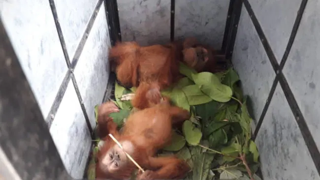 Karena Orang Utan, IG Resmi Jadi Tersangka