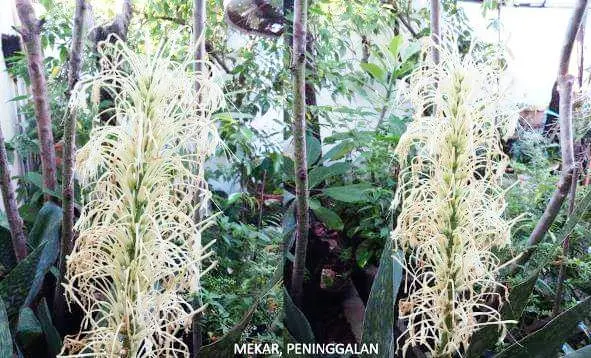 Lidah Mertua Berbunga? Temukan Pesona dan Berjuta Manfaatnya!