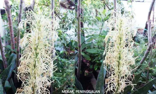 Lidah Mertua Berbunga? Temukan Pesona dan Berjuta Manfaatnya!
