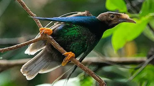 Pesona Bidadari yang Menari di Hutan Maluku