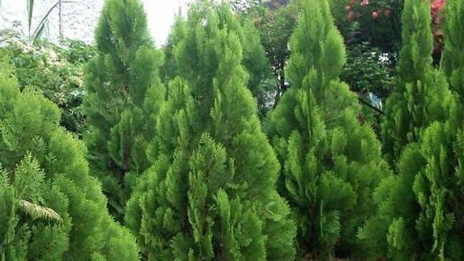 Pohon Cemara, Tumbuhan Hijau Abadi yang Bernapas Ratusan Tahun