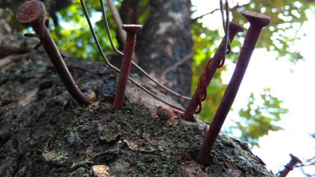 Teror Bagi Pepohonan Meningkat Jelang Pilkada