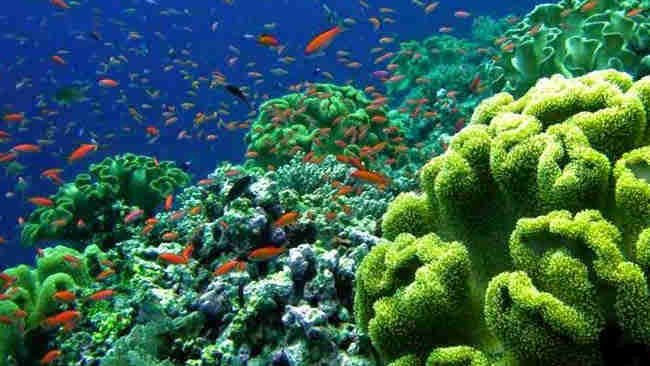 Pagari Laut Wakatobi, Bank Ikan Ini Dapat Penghargan di New York