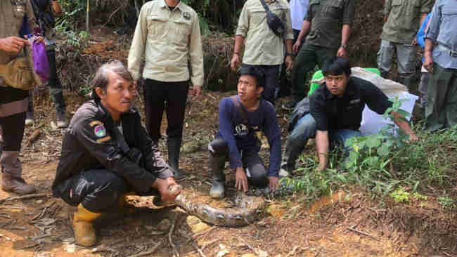 TN Gunung Halimun Salak Dapat Penghuni Baru Berupa 23 Ekor Ular