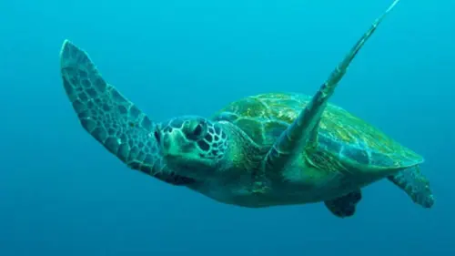 Cerita Penyisiran Toko Oleh-Oleh di Makassar Penjual Aksesori Sisik Penyu