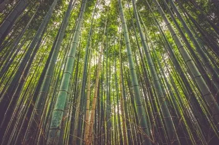 Mengagumkan, Bambu Berpotensi Jadi Sumber Daya Energi Baru Terbarukan