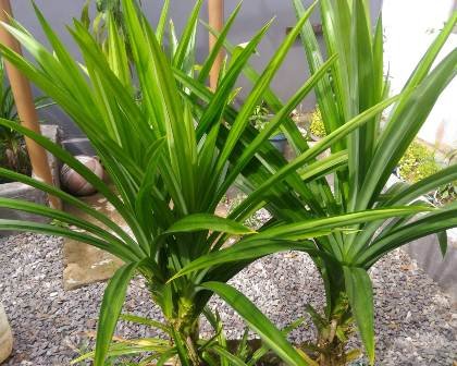 Memanen 5 Manfaat Daun Pandan pada Makanan