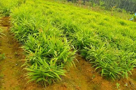 4 Cara Menanam Jahe Merah agar Bertumbuh Subur dan Melimpah