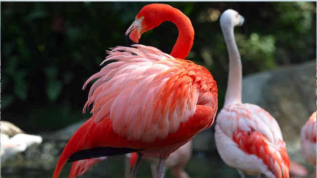 Belajar Menghargai Persahabatan dari Flamingo