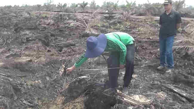 Gugatan KLHK Dikabulkan, PT ATGA Harus Bayar Rp590,5 Miliar