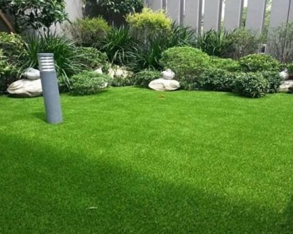 Jenis-Jenis Rumput yang Cocok Menjadi Karpet Hijau di Halaman Rumah