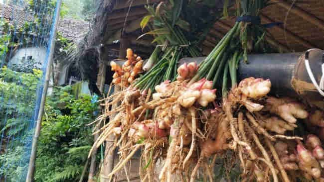 Mengenal Jahe, Jenis dan Manfaatnya untuk Kesehatan
