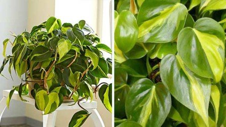 Agar Tumbuh Memesona, Begini Cara Terbaik Merawat Philodendron!