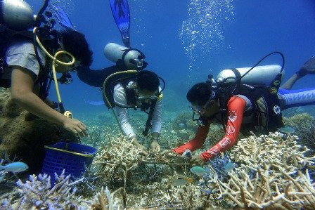 Terumbu Karang yang Direstorasi Dapat Pulih Sepenuhnya dalam Waktu Empat Tahun?