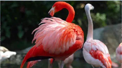 Belajar Menghargai Persahabatan dari Flamingo