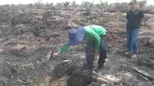 Gugatan KLHK Dikabulkan, PT ATGA Harus Bayar Rp590,5 Miliar