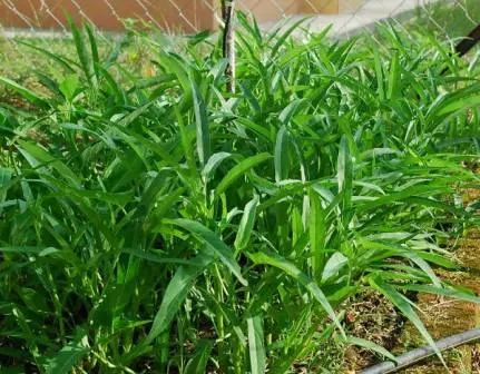 Kangkung, Mudah Tumbuh dan Enak Dimakan, Ini 6 Fakta Menarik Lainnya!