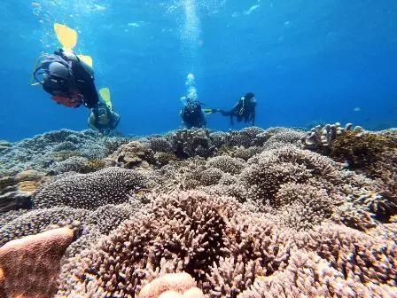 Pemantauan Pemutihan Karang Dilakukan di Perairan Selayar, Begini Hasilnya!