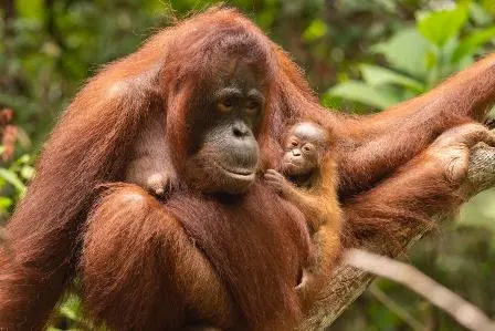 Sinar, Bayi Orangutan Penghuni Baru TN Gunung Palung