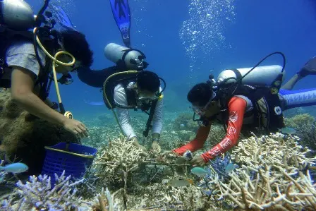 Terumbu Karang yang Direstorasi Dapat Pulih Sepenuhnya dalam Waktu Empat Tahun?
