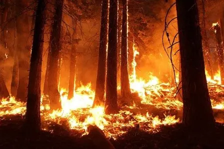 10 Fakta Singkat tentang Kebakaran Hutan