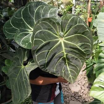 4 Jenis Anthurium yang Sedang Naik Daun dengan Harga Jutaan