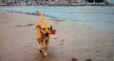 Belajar dari Molly, Anjing yang Rajin Memungut  Sampah di Pantai