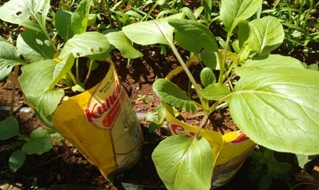Ini Daftar Tanaman Sayur yang Ideal Ditanam dalam Pot!