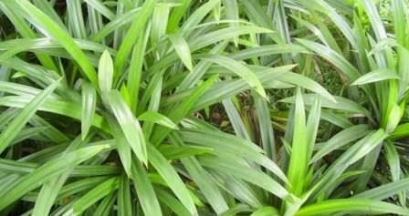 Hijaunya Daun Pandan Wangi dan Ritus Ziarah Kubur Saat Lebaran
